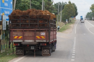 Palm oil being carried out of the forests. 