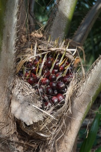 A close up of what palm oil looks like straight off the tree. 