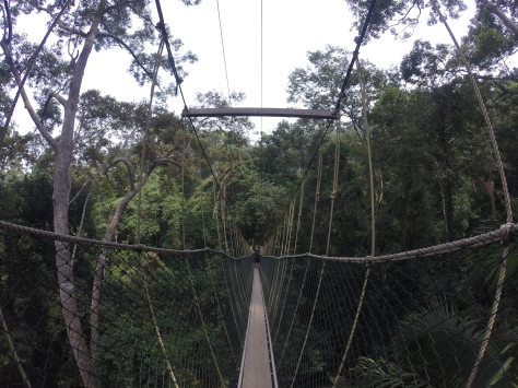 Jungle Canopy Walkway
