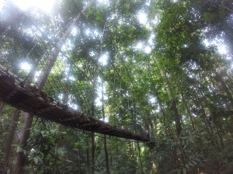More of the jungle canopy walkway- easily the coolest part of the trip!! 