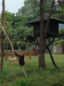 Gibbon island- where the happy gibbons swing in circles at the mini zoo.